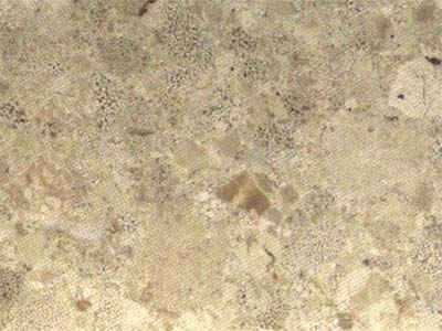 Crema Altea beige Limestone Spain