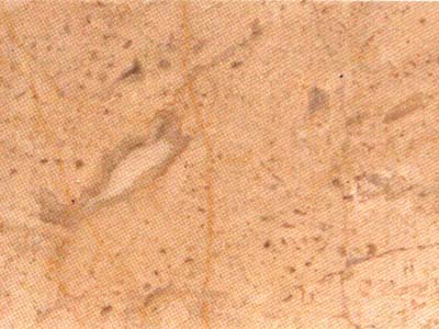 Crema Loja beige Limestone Spain